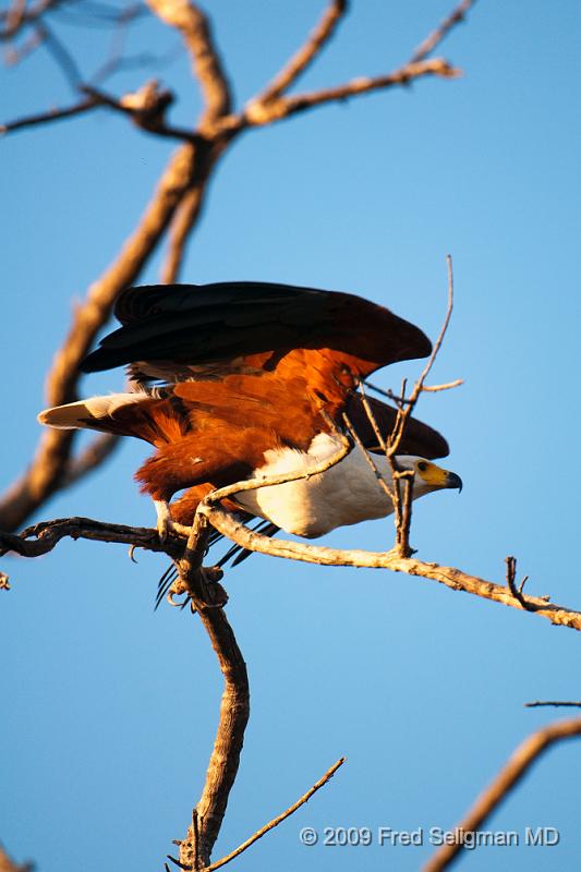 20090612_181709 D300 X1.jpg - Please e-mail me if you know the names of any of these birds